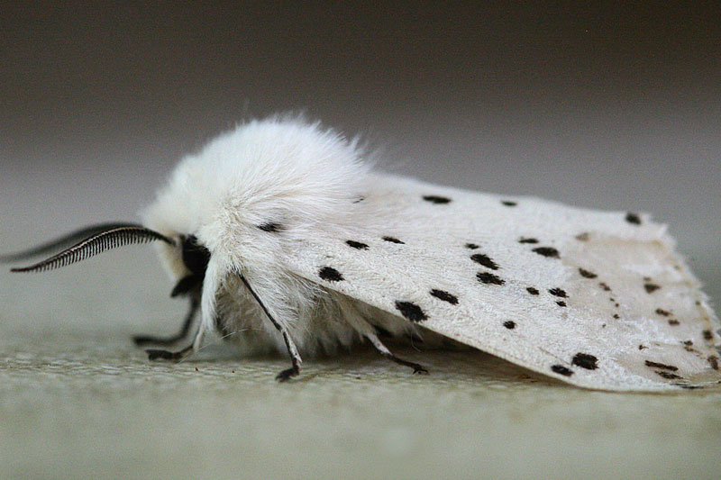 Немного информации о моли